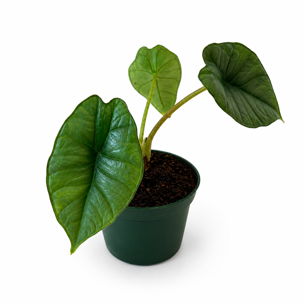 Alocasia Platinum