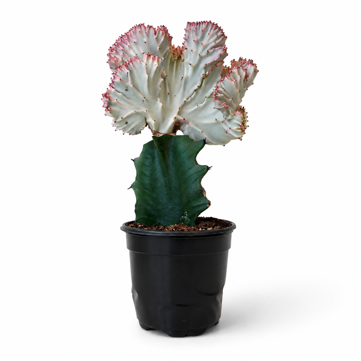Mermaid Tail Cactus Pink