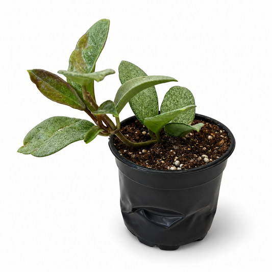 Hoya Nova Ghost