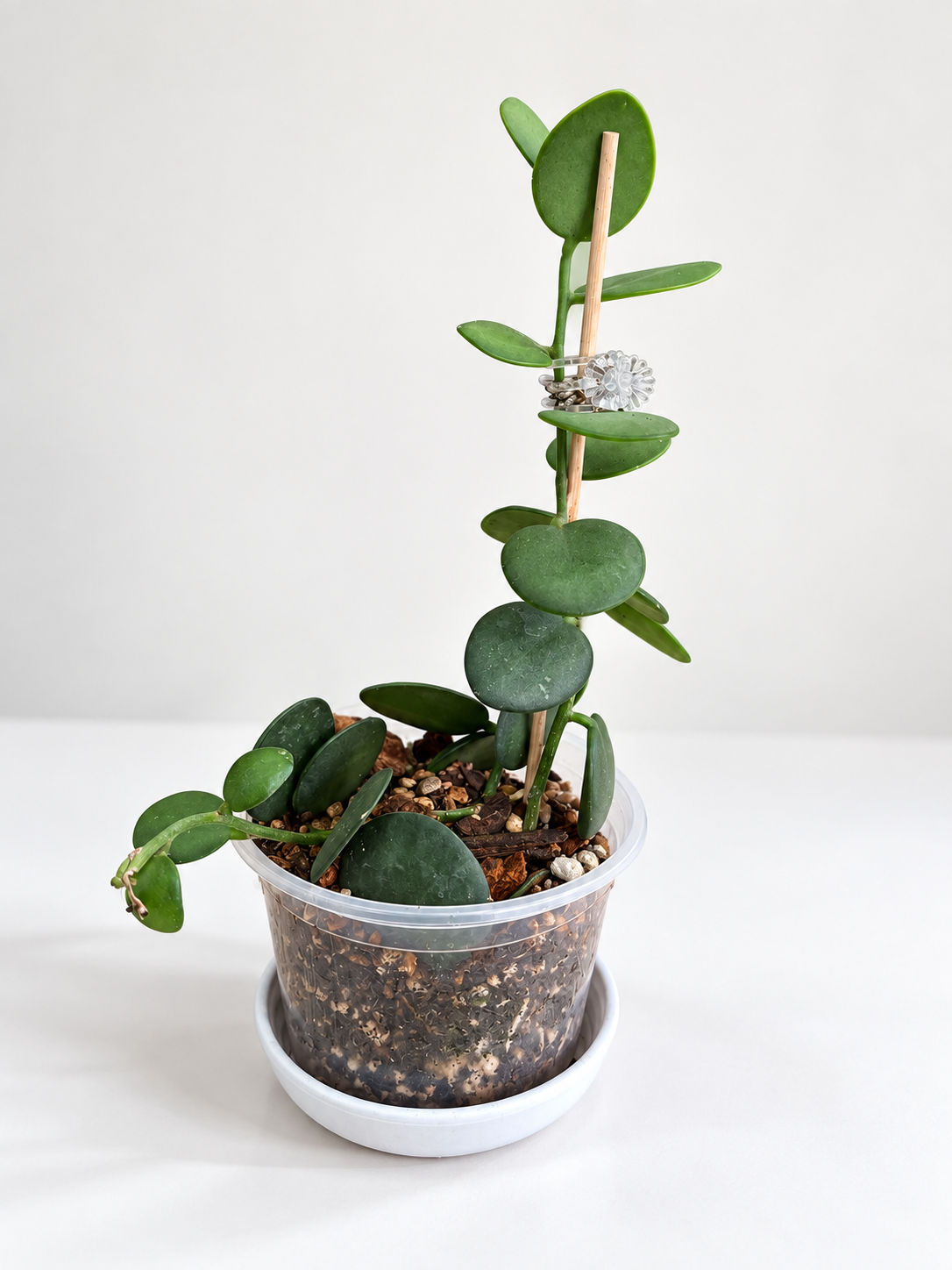 Silver Dollar Vine
