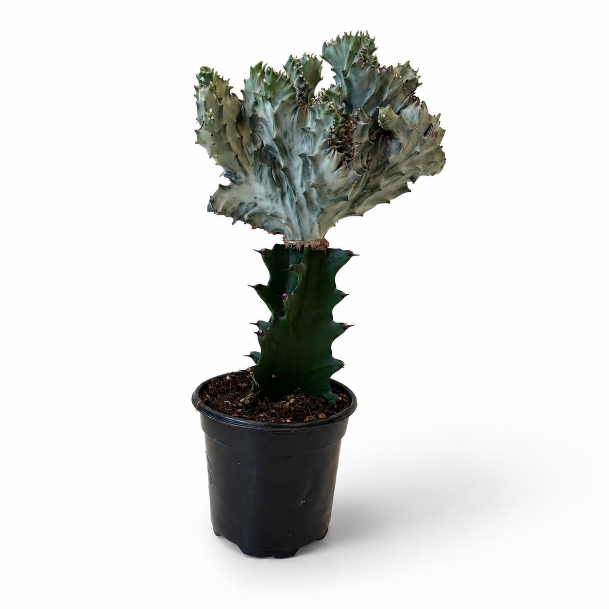 Mermaid Tail Cactus White