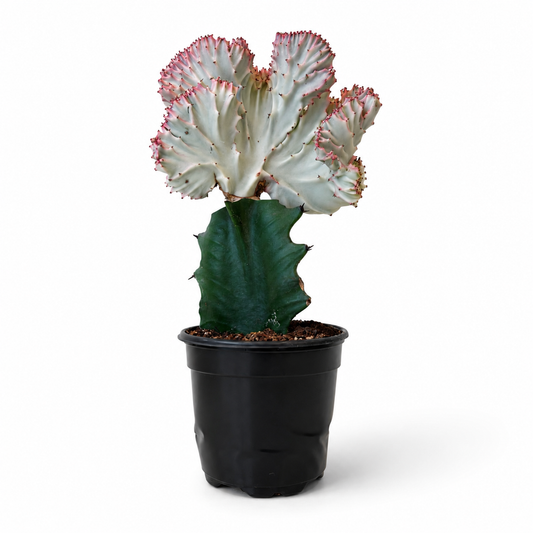 Mermaid Tail Cactus Pink