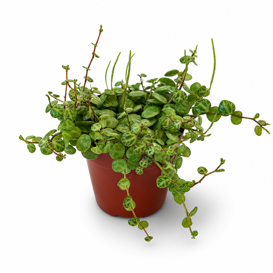 Peperomia Prostrata String of Turtles