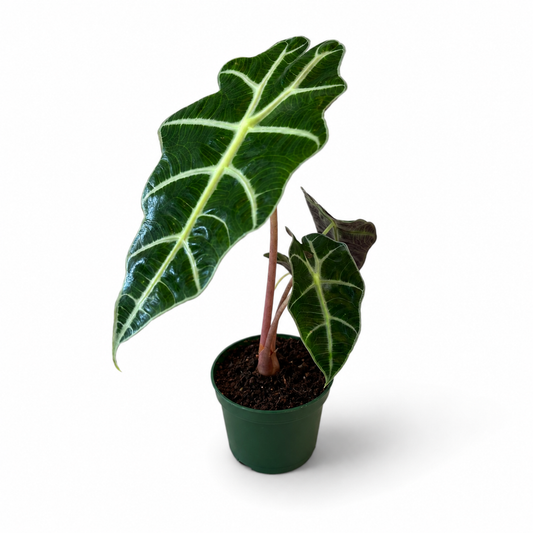 Alocasia Polly