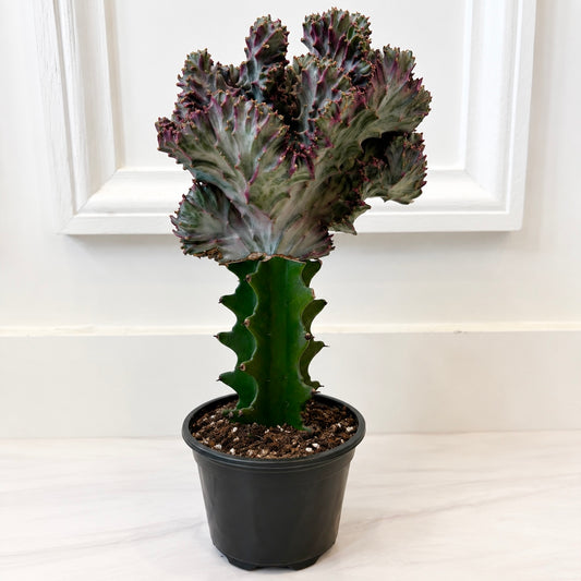 Memaid Tail Cactus Purple