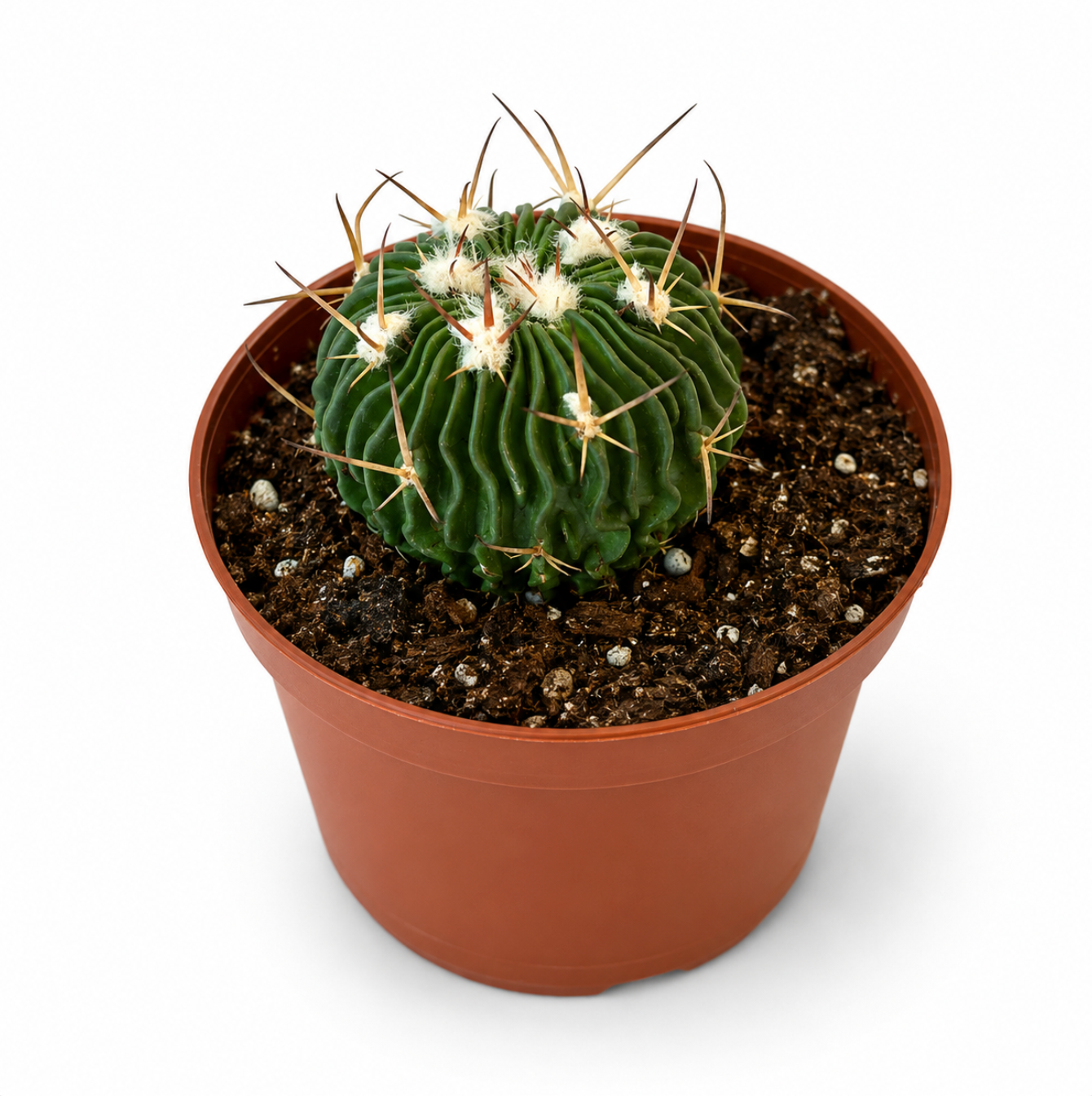 Brain Cactus