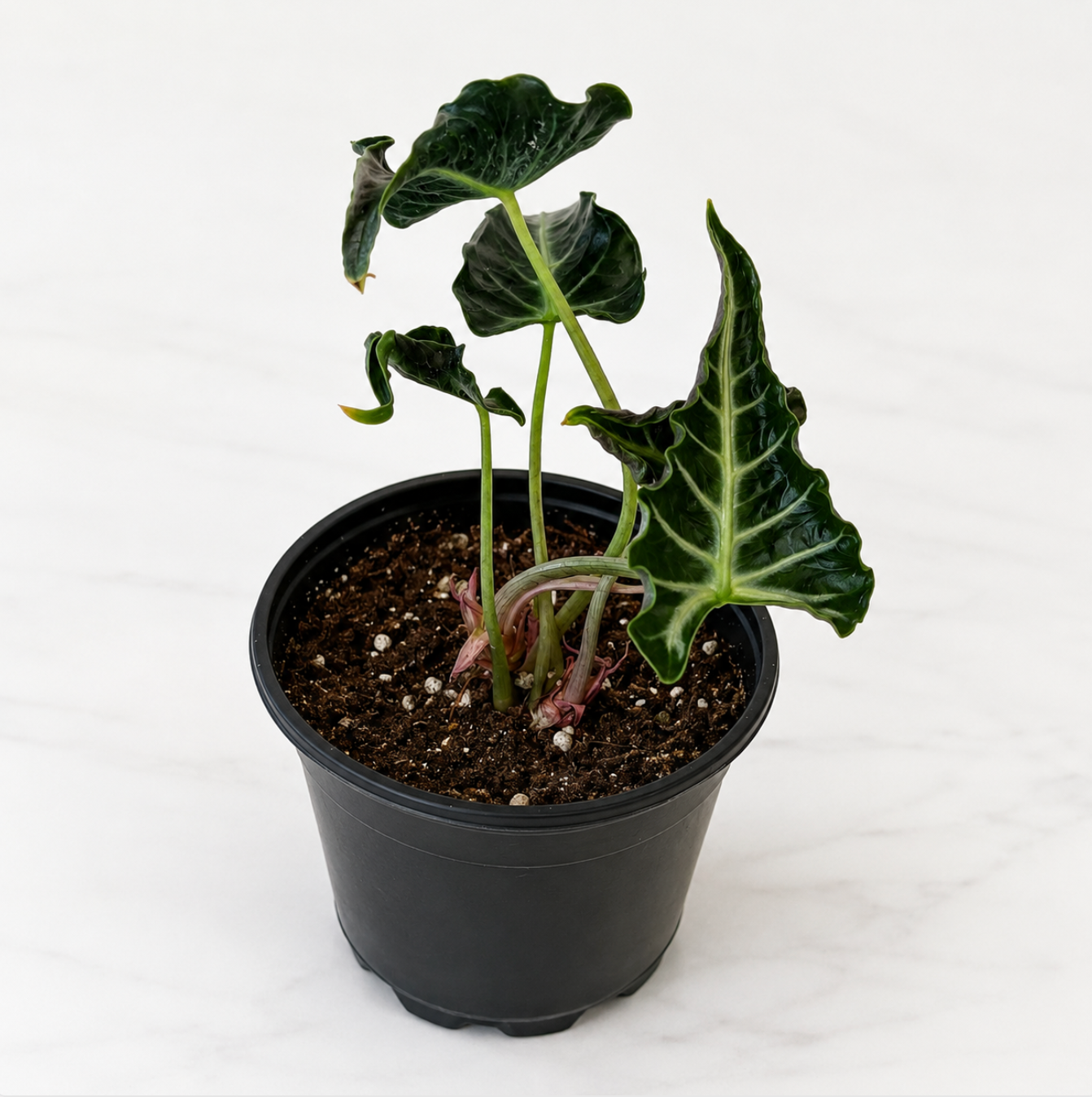 Alocasia Loco